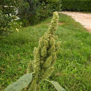 Photographie n°682626 du taxon Amaranthus retroflexus L. [1753]