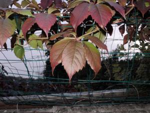 Daniel FRAMBOURT, le 14 octobre 2015 (Reims (jardin prodim))