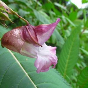 Photographie n°682762 du taxon Impatiens glandulifera Royle