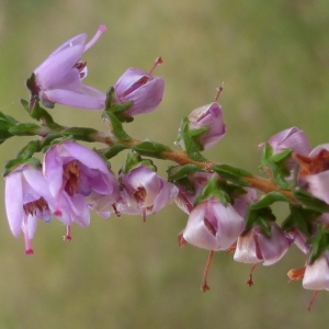 Photographie n°682772 du taxon Calluna vulgaris (L.) Hull