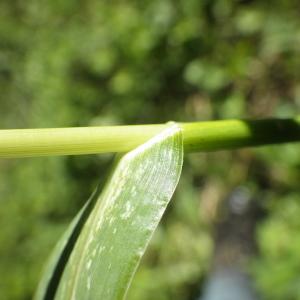 Photographie n°682796 du taxon Echinochloa crus-galli (L.) P.Beauv. [1812]