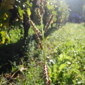 Photographie n°682797 du taxon Echinochloa crus-galli (L.) P.Beauv. [1812]