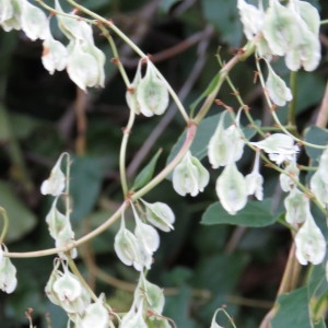 Photographie n°682820 du taxon Fallopia aubertii (L.Henry) Holub [1971]