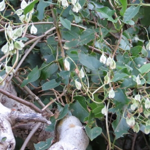 Photographie n°682821 du taxon Fallopia aubertii (L.Henry) Holub [1971]