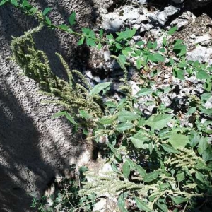 Photographie n°683050 du taxon Amaranthus retroflexus L. [1753]