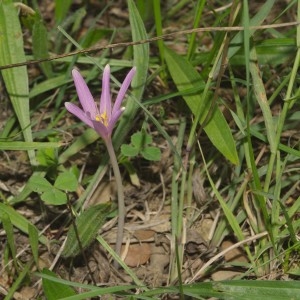 Photographie n°683075 du taxon Colchicum autumnale L. [1753]