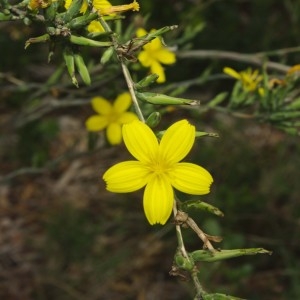 Photographie n°683077 du taxon Lactuca saligna L. [1753]