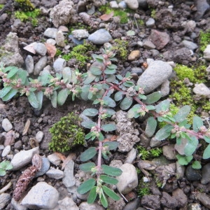 Photographie n°683191 du taxon Euphorbia maculata L. [1753]