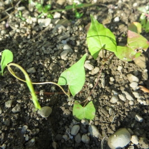 Photographie n°683193 du taxon Fallopia convolvulus (L.) Á.Löve