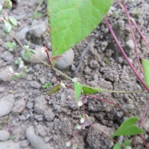 Photographie n°683194 du taxon Fallopia convolvulus (L.) Á.Löve