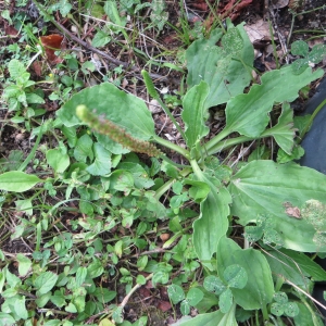 Photographie n°683244 du taxon Plantago major subsp. major 