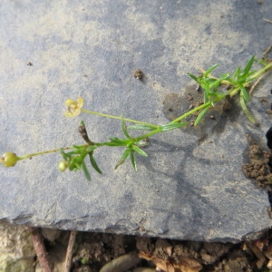 Photographie n°683266 du taxon Sagina procumbens L.