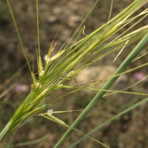 Photographie n°683399 du taxon Stipa capillata L. [1762]
