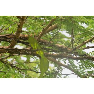 Acacia senegal (L.) Willd.