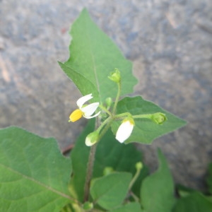 Photographie n°683538 du taxon Solanum nigrum L. [1753]