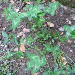 Photographie n°683549 du taxon Trifolium pratense L. [1753]