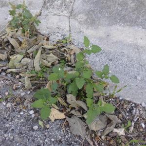 Photographie n°683573 du taxon Solanum nigrum L. [1753]