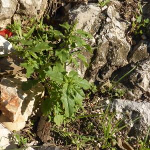 Photographie n°683574 du taxon Amaranthus retroflexus L. [1753]