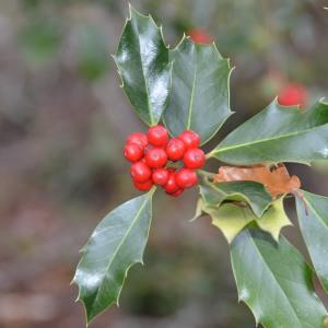 Photographie n°683745 du taxon Ilex aquifolium L. [1753]