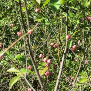 Photographie n°683784 du taxon Euonymus europaeus L. [1753]