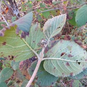 Photographie n°683797 du taxon Viburnum lantana L. [1753]