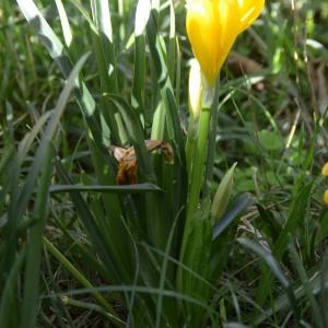 Photographie n°683853 du taxon Sternbergia lutea (L.) Ker Gawl. ex Spreng. [1825]