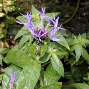 Photographie n°683858 du taxon Cyanus montanus (L.) Hill [1768]