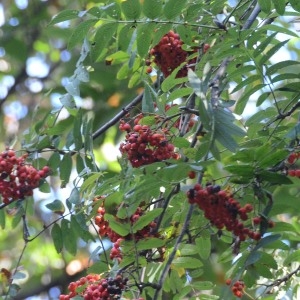 Photographie n°683873 du taxon Sorbus aucuparia L. [1753]