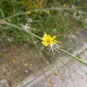 Photographie n°683936 du taxon Chondrilla juncea L. [1753]