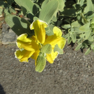 Photographie n°684068 du taxon Phlomis fruticosa L. [1753]