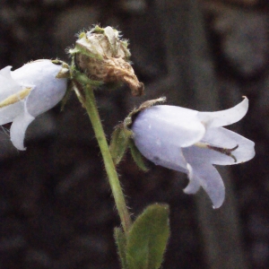 Photographie n°684346 du taxon Campanula barbata L. [1759]