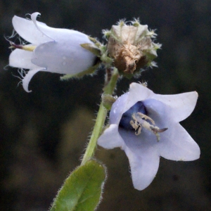 Photographie n°684351 du taxon Campanula barbata L. [1759]