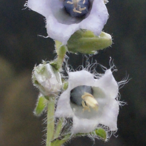 Photographie n°684353 du taxon Campanula barbata L. [1759]