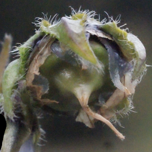 Photographie n°684356 du taxon Campanula barbata L. [1759]