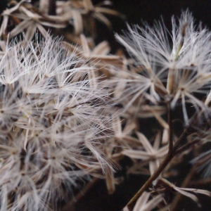 Photographie n°684398 du taxon Senecio ovatus (P.Gaertn., B.Mey. & Scherb.) Willd. [1803]