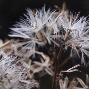 Photographie n°684399 du taxon Senecio ovatus (P.Gaertn., B.Mey. & Scherb.) Willd. [1803]