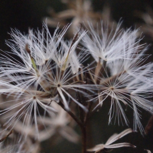 Photographie n°684400 du taxon Senecio ovatus (P.Gaertn., B.Mey. & Scherb.) Willd. [1803]