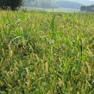 Photographie n°684416 du taxon Setaria glauca sensu auct. gall.