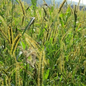 Photographie n°684417 du taxon Setaria glauca sensu auct. gall.