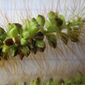 Photographie n°684418 du taxon Setaria glauca sensu auct. gall.