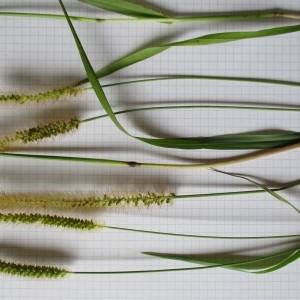 Photographie n°684421 du taxon Setaria glauca sensu auct. gall.