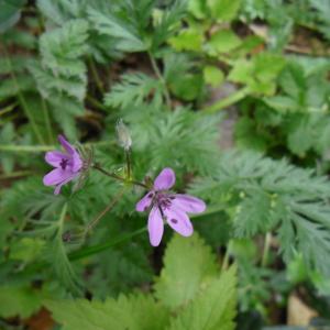 Photographie n°684440 du taxon Erodium cicutarium (L.) L'Hér. [1789]