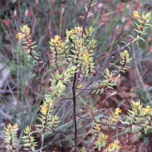 Photographie n°684445 du taxon Odontites luteus (L.) Clairv. [1811]