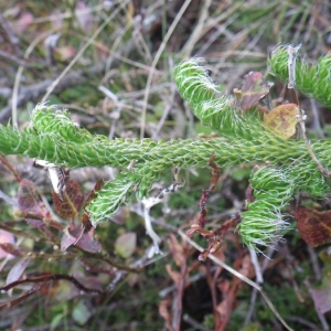 Photographie n°684493 du taxon Lycopodium clavatum L. [1753]