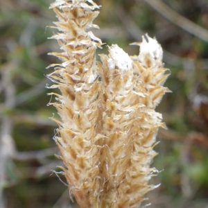 Photographie n°684496 du taxon Lycopodium clavatum L. [1753]