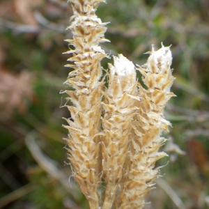 Photographie n°684498 du taxon Lycopodium clavatum L. [1753]