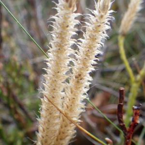 Photographie n°684499 du taxon Lycopodium clavatum L. [1753]