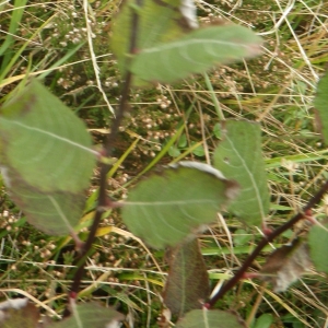 Photographie n°684504 du taxon Salix cinerea L. [1753]
