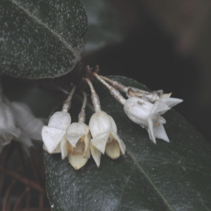 Photographie n°684548 du taxon Elaeagnus pungens Thunb. [1784]