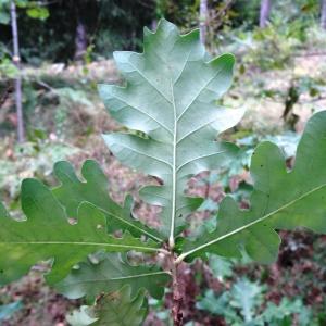 Photographie n°684667 du taxon Quercus robur L. [1753]